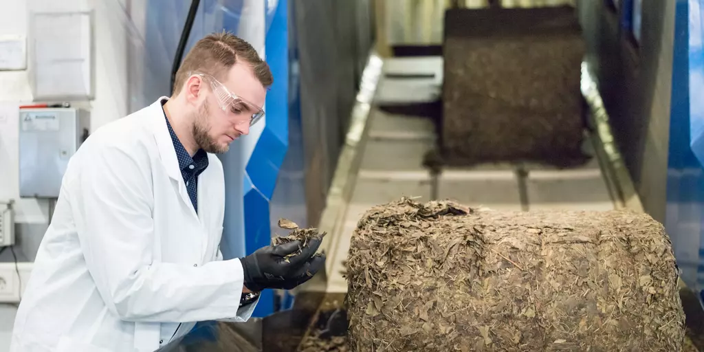 Ein Mann betrachtet getrocknete Ginkgo-Blättr