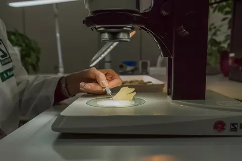 Ein Ginkgoblatt wird unter einem Stereomikroskop untersucht
