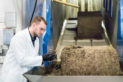 Ein Mann prüft getrocknete Ginkgo-Blätter